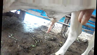 boy and cow hot sex